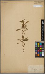 Foto von Salix acmophylla Boiss.